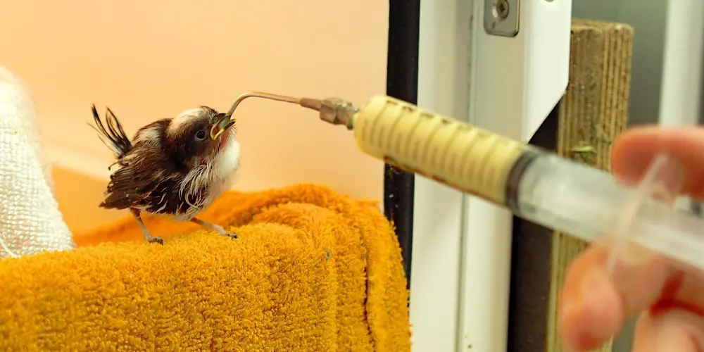 Animalis bijeenkomst #8 in het Vogelopvangcentrum Midden Nederland