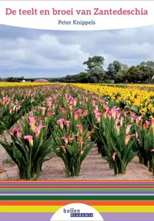 De teelt en broei van Zantedeschia