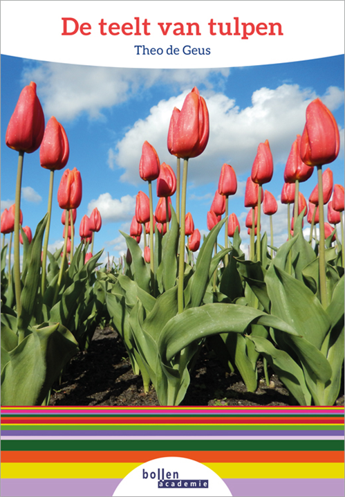 De teelt van tulpen