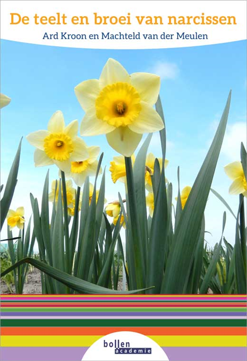 De teelt en broei van narcissen