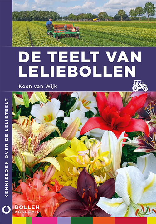 De teelt van Leliebollen